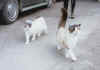 Walking Cats.jpg (33536 bytes)